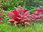 Preview: Rotes mini Papageienblatt - Alternanthera reineckii mini in vitro
